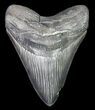 Serrated, Fossil Megalodon Tooth - Georgia #66181-1